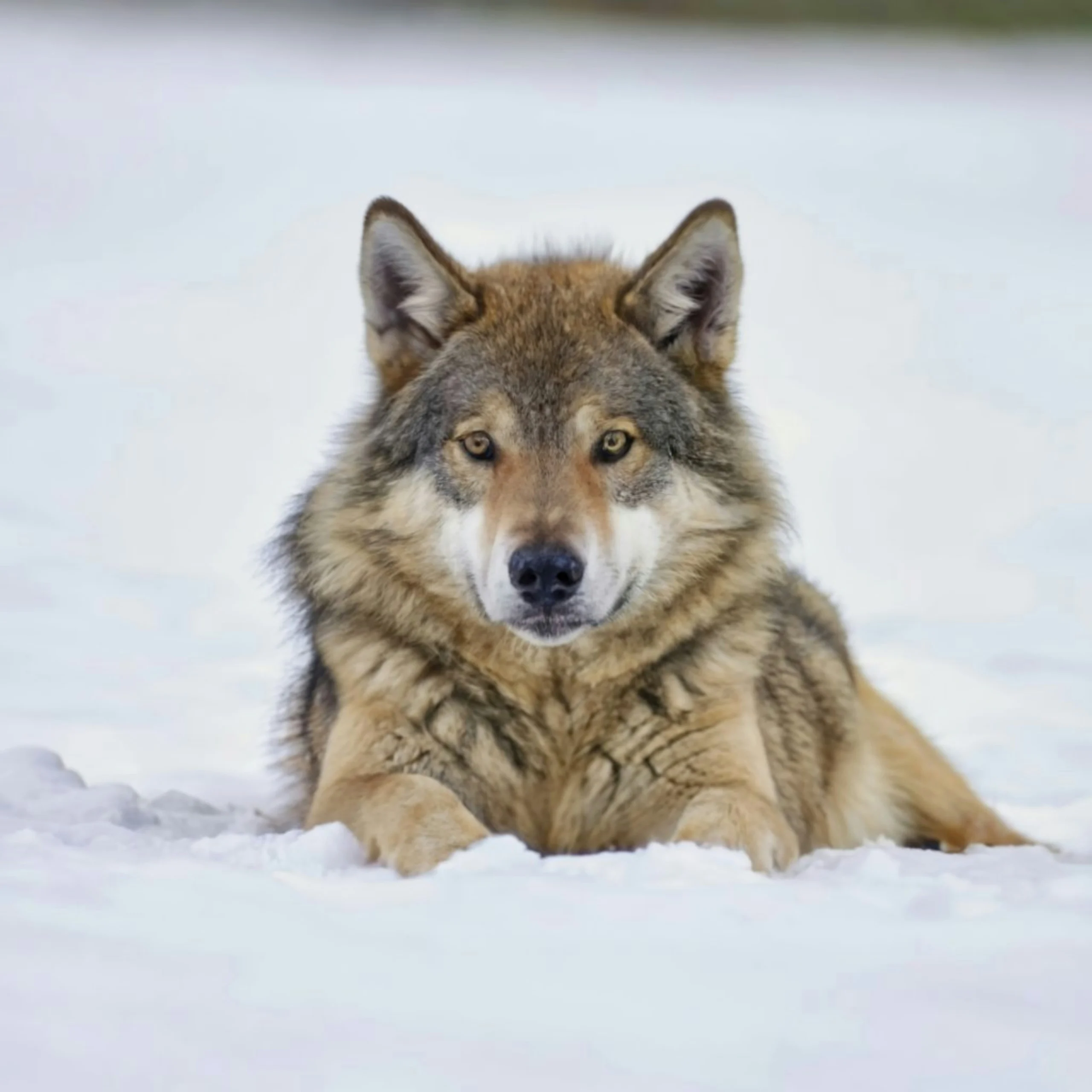 I Dream of Wolves