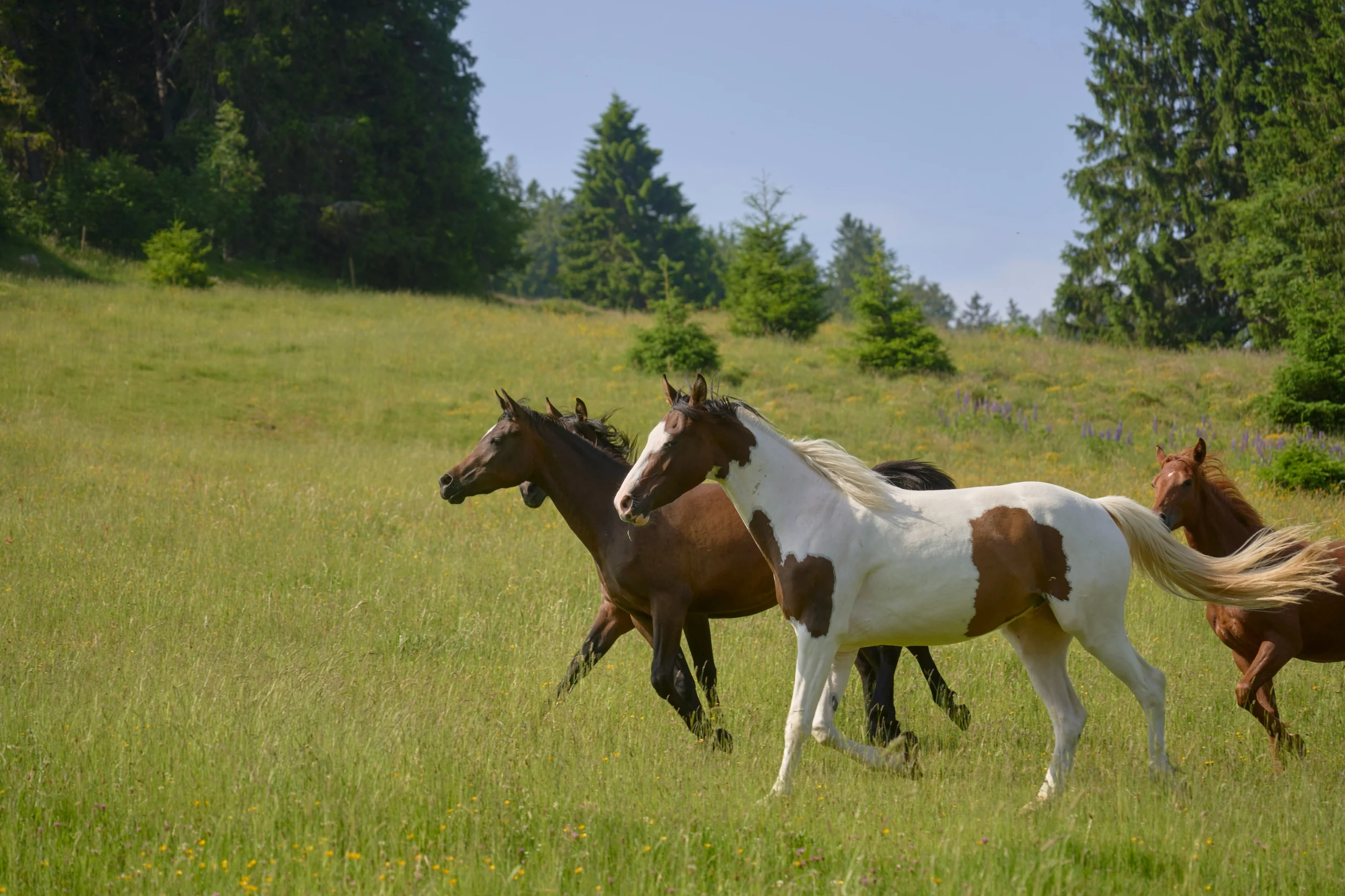 When a Wild Horse and a Man Both Find Their Way Home